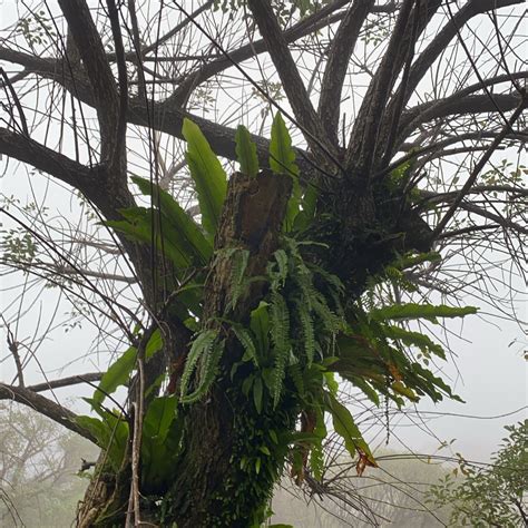 鳥巢蕨風水|【鳥巢蕨風水】鳥巢蕨風水：居家、辦公室擺對招好運又聚財